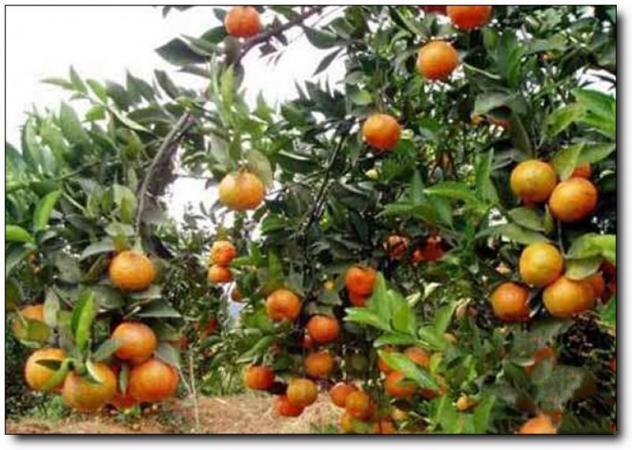 连江六福村农业观光园 (1)_连江六福村农业观光园