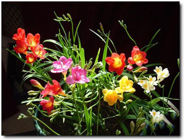 闽侯旗山兰花苑 (2)_闽侯旗山兰花苑