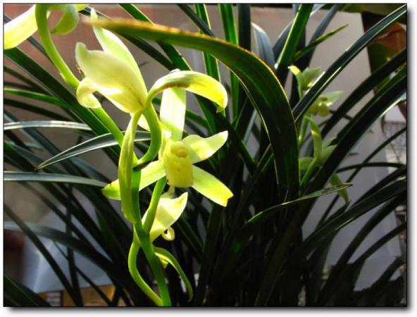 闽侯旗山兰花苑 (5)_闽侯旗山兰花苑