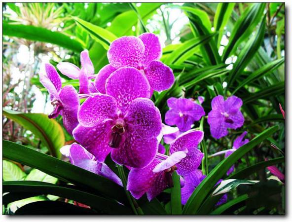 闽侯旗山兰花苑 (3)_闽侯旗山兰花苑