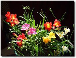 闽侯旗山兰花苑 (2)_闽侯旗山兰花苑