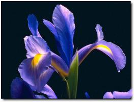 闽侯旗山兰花苑 (4)_闽侯旗山兰花苑