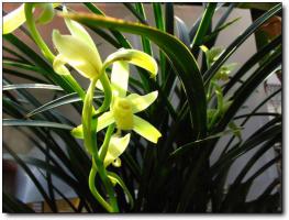 闽侯旗山兰花苑 (5)_闽侯旗山兰花苑