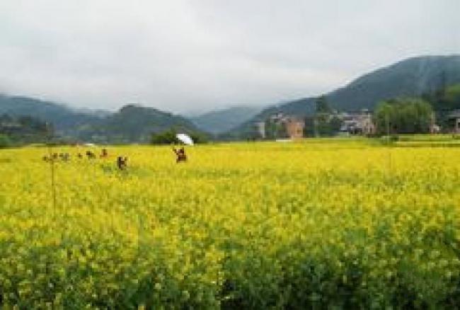 闽侯梧桐下村油菜花田 (1)_闽侯梧桐下村油菜花田