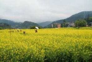 闽侯梧桐下村油菜花田 (1)_闽侯梧桐下村油菜花田