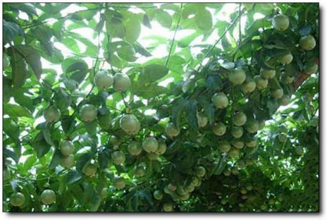 闽清丰达生态园 (1)_闽清丰达生态园