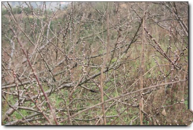 永泰桃花洲野战训练基地 (6)_永泰桃花洲野战训练基地