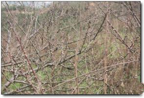 永泰桃花洲野战训练基地 (6)_永泰桃花洲野战训练基地