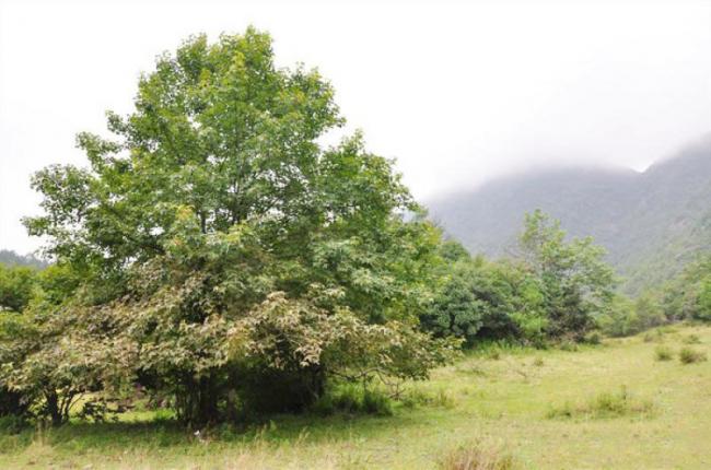 连城廖天山 (5)_连城廖天山