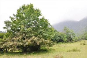 连城廖天山 (5)_连城廖天山