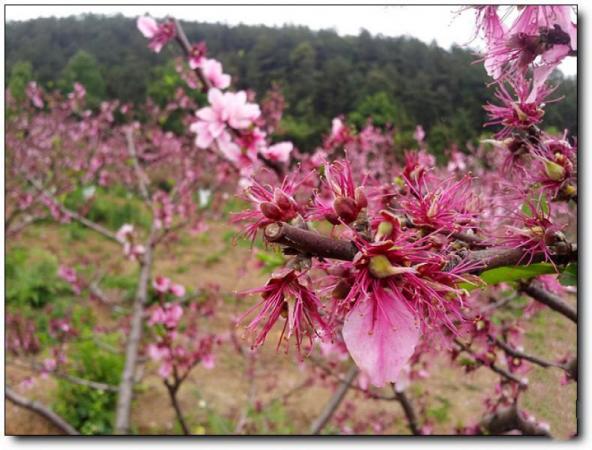 新罗黄坑天池公园 (2)_新罗黄坑天池公园