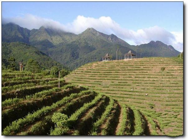 新罗云顶茶园 (6)_新罗云顶茶园