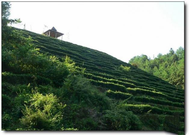 新罗云顶茶园 (5)_新罗云顶茶园