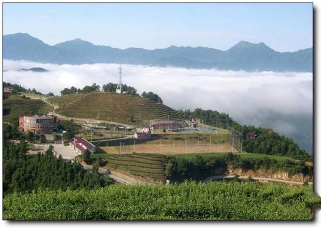 新罗云顶茶园 (3)_新罗云顶茶园