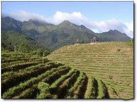 新罗云顶茶园 (6)_新罗云顶茶园