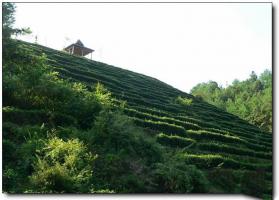 新罗云顶茶园 (5)_新罗云顶茶园