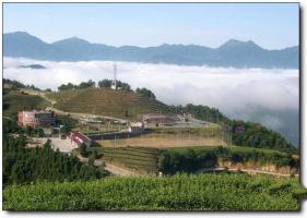 新罗云顶茶园 (3)_新罗云顶茶园