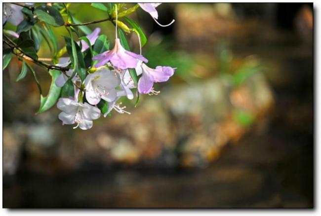 新罗玉宝村 (1)_新罗玉宝村