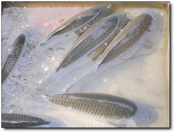 永定水乡渔村山庄 (6)_永定水乡渔村山庄