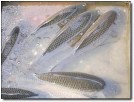 永定水乡渔村山庄 (6)_永定水乡渔村山庄