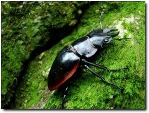 漳平天台山 (4)_漳平天台山