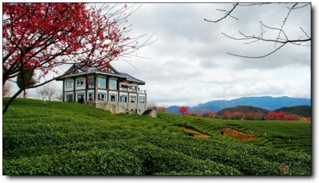 漳平永福樱花园 (3)_漳平永福樱花园