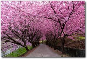 漳平永福樱花园 (2)_漳平永福樱花园