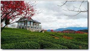 漳平永福樱花园 (3)_漳平永福樱花园