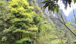 沙县萝卜岩_沙县萝卜岩