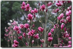 三元妙元山庄 (5)_三明妙元山庄_三元妙元山庄(福建三明)_妙元山庄