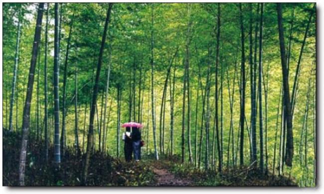 永安九龙竹海 (3)_永安九龙竹海