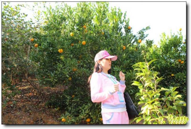 尤溪中仙龙门场古银杏群 (1)_尤溪中仙龙门场古银杏群