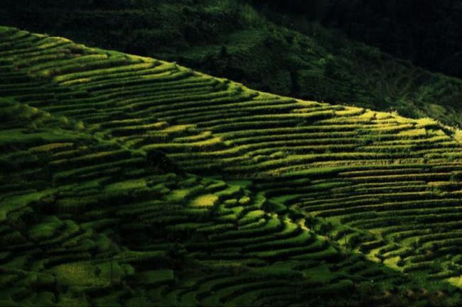 尤溪联合梯田 (1)_尤溪联合梯田