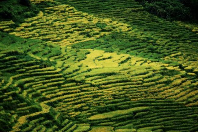 尤溪联合梯田 (5)_尤溪联合梯田