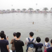 集美端午民俗“捉鸭子”比赛