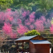 同安造水村樱花