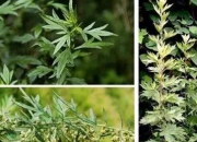 闽南端午习俗-薰烧艾叶、苍术、蝉蜕