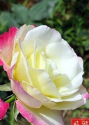 4月23号玫瑰小镇1日游（赠送玫瑰）