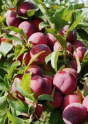 【98元自助游】5月15日长泰采摘桃李+探幽九龙瀑