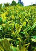 【周日旅行】五月踏青话生涯