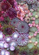 多肉—拼出来的花园