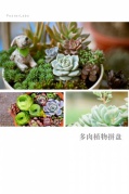 城市活动︱多肉植物拼盘DIY