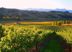 发现纯净的新西兰——新西兰葡萄酒第一级认证课程