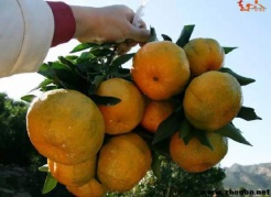 【秋游采摘】11月26/27，百丈岩-蓬莱仙境，永春摘芦柑泡温泉一日游