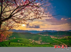 【不用去日本也能赏樱花啦】至永福樱花园一日互动