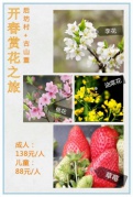长泰古后坊赏李花，骑行古山重油菜花草莓采摘一日互动