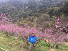 99元，九溪庐第三届桃花节！品中华第一冷泉鱼，赏十里桃花一日游