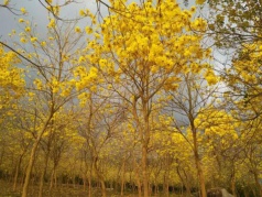 【周八】邂逅黄花风玲木+白鹭森林公园摄影+品农家餐休闲一日游