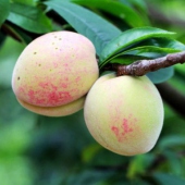 长泰后坊村桃李采摘园