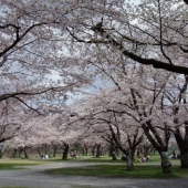 闽侯大安樱花林农场